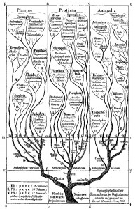 This historical tree of life, created in 1866, outlines three kingdoms of plants, animals and protists. (Illustration: Ernst Haeckel)