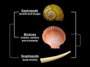 Scientists disagree on whether the closest relatives of snails are bivalves or tusk shells, a type of marine mollusk. (Illustration: Antonis Rokas, Vanderbilt University)