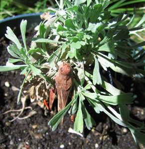 Damage by pests, such as this grasshopper feeding on sagebrush, triggers the plant to release chemicals that seem to warn other plants of danger.