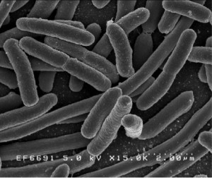 E. Coli