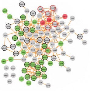 Network of proteins.