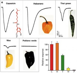 Chili Pepper Graph