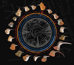 To study the role of competition in evolution, Joseph Tobias and collaborators mapped out the evolutionary relationships and variation in beak size among 350 lineages of ovenbirds.