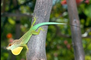 Anolis lizards in the Lesser Antilles tend to be medium-size if they live on an island without lizard competitors, like this Plymouth Anole, but either small or large if two species share an island.