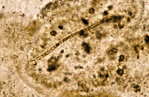 Fossil Mescal Limestone.