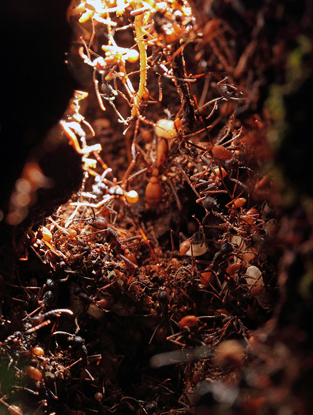 ant-bivouac.jpg