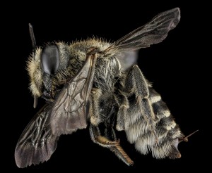 Alfalfa Leafcutter bee.