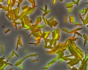 Noisy cells