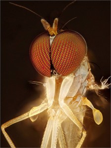 Dolichopodidae Fly