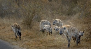 Spotted hyenas.