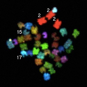 A normal cell is supposed to have two copies of each chromosome, but this brain cell from an embryonic mouse has three copies of chromosome 2 and only one of 15 and 17.