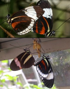 Cydno Longwing and Common Postman butterflies.