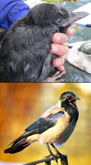 To understand how two similar crow species, carrion crows (top) and hooded crows (bottom), remain distinct, scientists collect blood samples and other data.