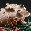 EColi_Featured