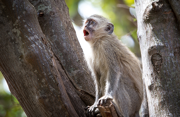 A vervet monkey will scream an alarm when a predator is nearby, putting itself in danger.