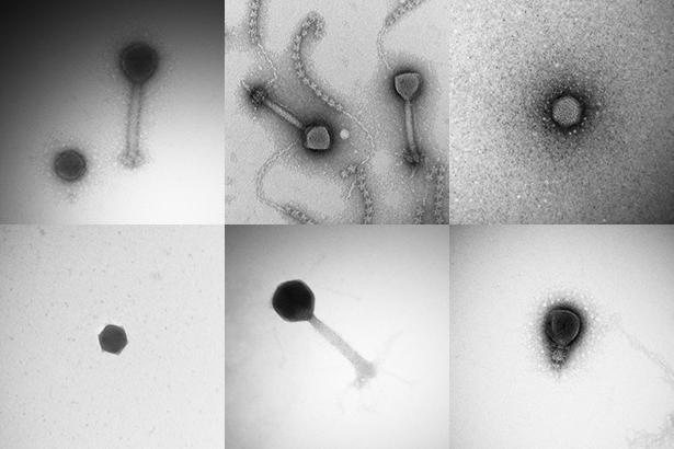 A few of the more than 5,000 viruses discovered during the Tara Oceans Expedition.  