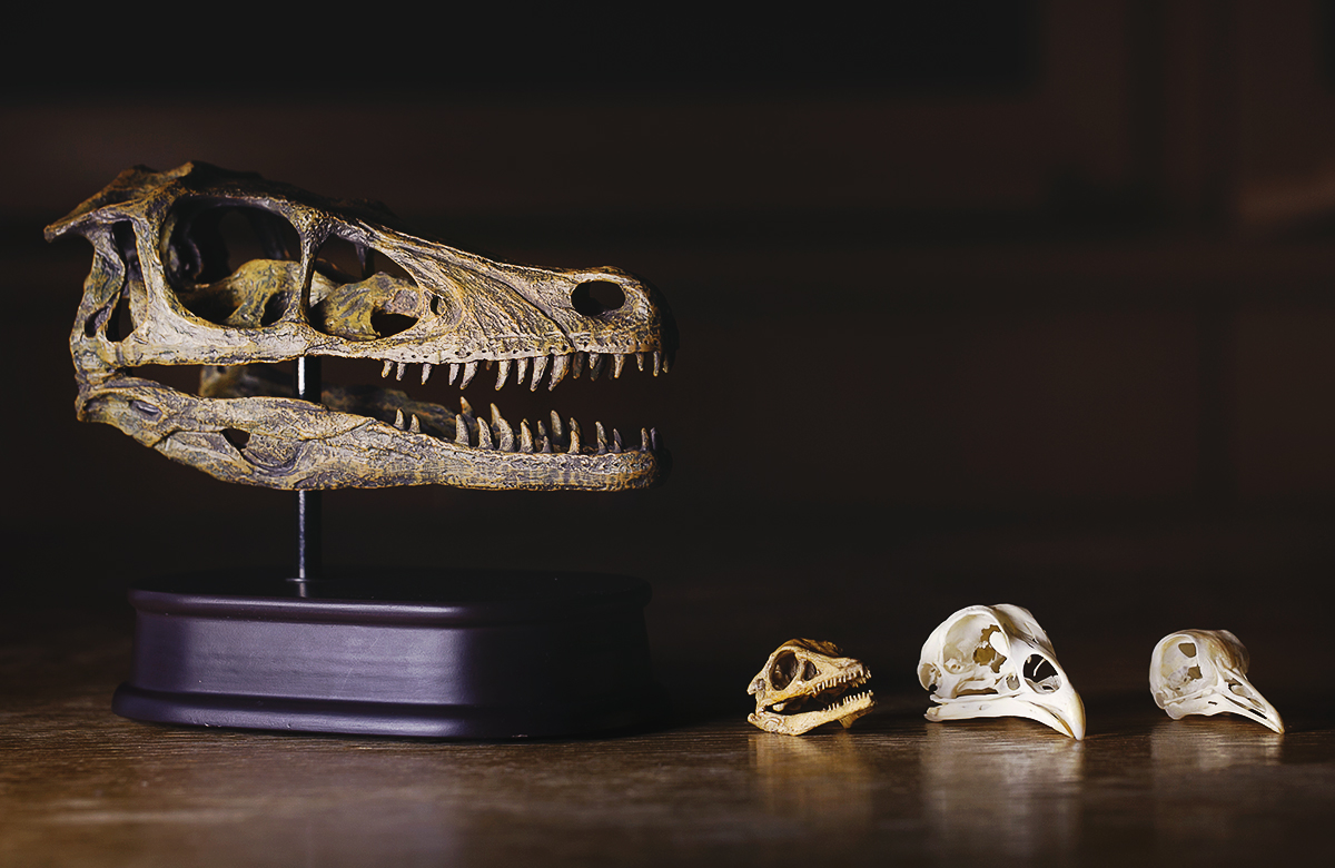 What can we learn from velociraptor bones?