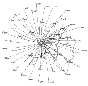 The protein elongation factor Tu, which helps to make new proteins, interacts with more than 50 other proteins in the cell, as shown here.