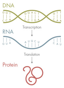 The genetic code — made up of the four letters, A, T, G and C — stores the blueprint for proteins. DNA is first transcribed into RNA and then translated into proteins, which fold into specific shapes. 