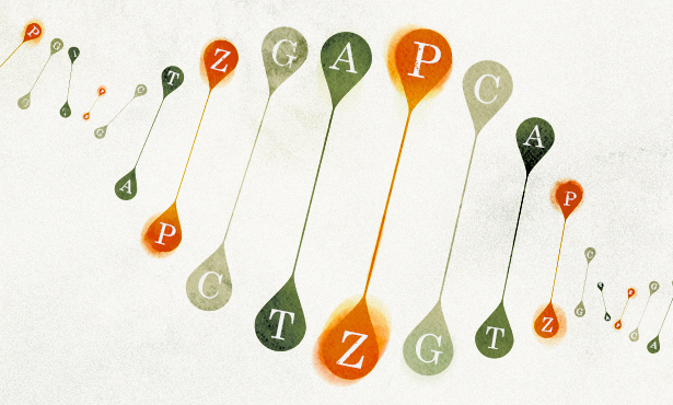 Las dos nuevas letras se denominan P y Z, y encajan a la perfección en el ADN existente.