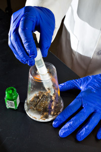 Un vaso de plástico sirve como una jaula de abeja para los experimentos de laboratorio.  Aquí, las abejas están siendo alimentados a través de un tubo de sacarosa.