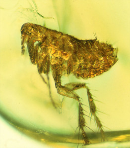 This 20-million-year old amber cast of a flea may include an ancestor of the plague bacterium.