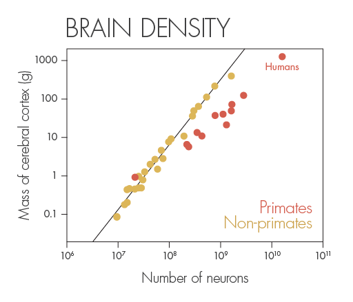 How does the number of neurons in the cerebral cortex vary with the size of that part of the brain? Different scaling rules apply. In rodents, a 10-fold increase in the number of cortical neurons leads to a 50-fold increase in the size of the cortex. In primates, by contrast, the same neural increase leads to only a 10-fold increase in cortex size — a far more economical relationship.