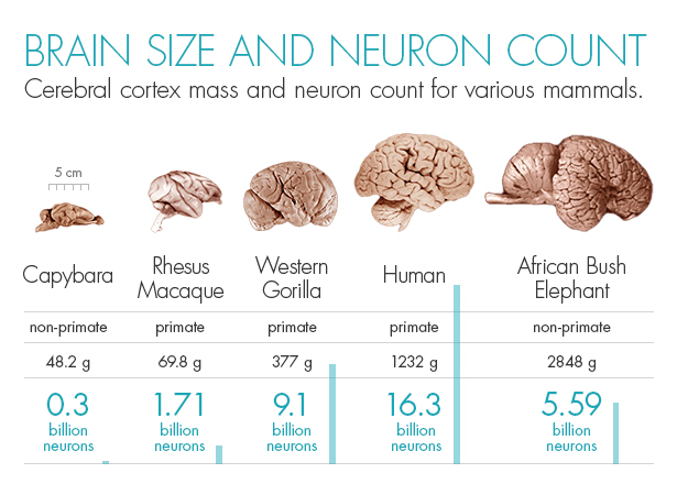 When it comes to brains, size isn’t everything. The human brain is much smaller than that of an elephant or whale. But there are far more neurons in a human’s cerebral cortex than in the cortex of any other animal. 