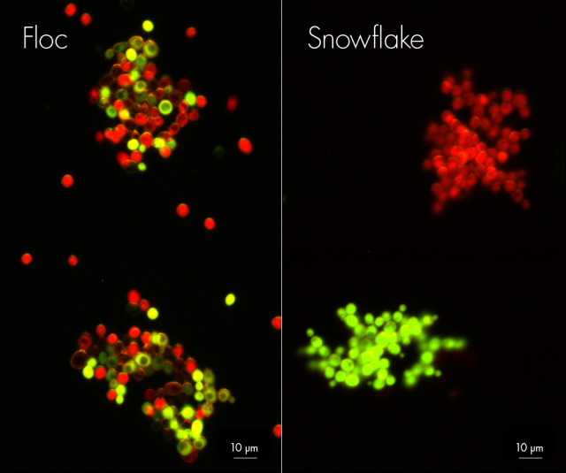Snowflake yeast (right) are made up of clumps of genetically identical cells. The aggregates of cells that make up floc yeast (left), used to brew beer, are genetically diverse.
