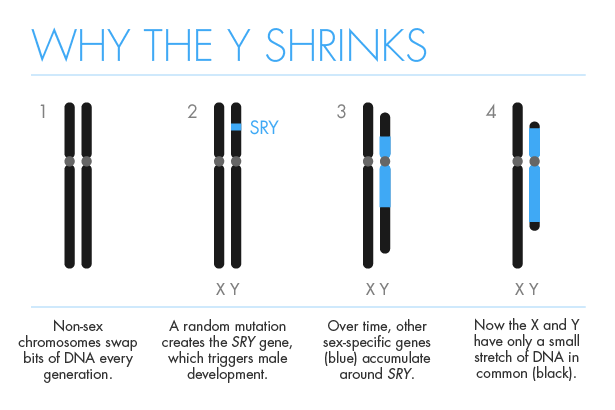 The X and Y chromosomes began life as a matched set of non-sex chromosomes. As sex-specific genes began clustering on the Y chromosome, pieces of the Y flipped around, which blocked the Y from pairing with its mate, the X. That in turn prevented a form of genetic housecleaning known as recombination, which helps rid chromosomes of mistakes. Unable to repair itself, the Y began its journey of decay.