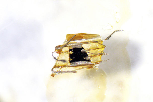 Sample of yttrium barium copper oxide, one of a class of crystalline materials called cuprates which are the most potent known superconductors.