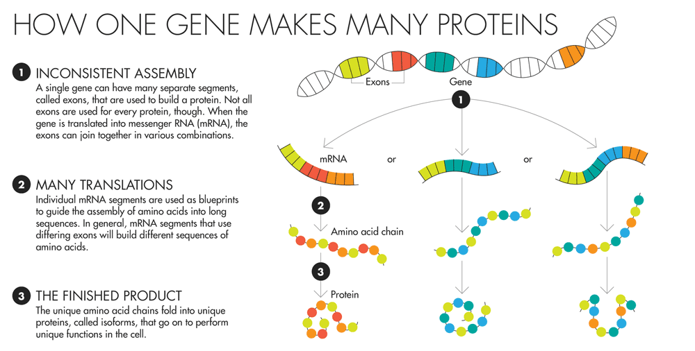 Comment un gène fait beaucoup de protéines 1. INCOMPATIBLE ASSEMBLAGE Un seul gène peut avoir de nombreux segments distincts, appelés exons, qui sont utilisés pour construire une protéine.  Pas tous les exons sont utilisés pour chaque protéine, cependant.  Lorsque le gène est converti en ARN messager (ARNm), les exons peuvent se regrouper dans diverses combinaisons.  2. TRADUCTIONS de nombreux segments individuels d'ARNm sont utilisés comme plans pour guider l'assemblage des acides aminés dans de longues séquences.  D'une manière générale, des segments d'ARNm qui utilisent différents exons va construire des séquences d'acides aminés.  3. LE PRODUIT FINI Les chaînes d'acides aminés uniques se replient en protéines uniques, appelées isoformes, qui vont sur pour exécuter des fonctions uniques dans la cellule.