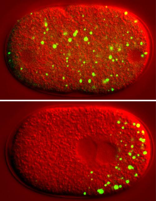 When germline cells in the roundworm C. elegans divide, P granules, shown in green, condense in the daughter cell that will become a viable sperm or egg and dissolve in the other daughter cell.
