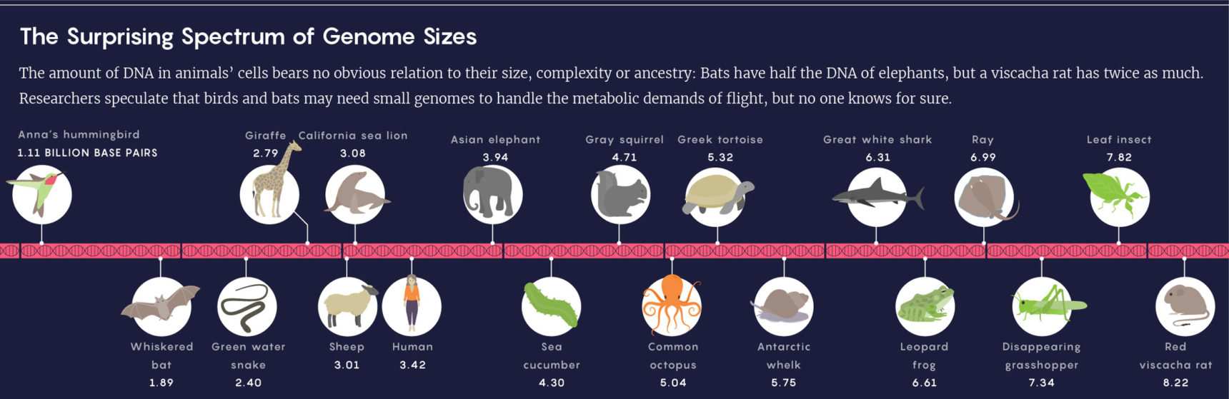 Shrinking Bat DNA and Elastic Genomes | Quanta Magazine