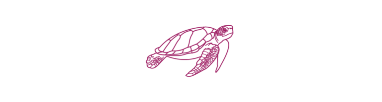 Quantum Turtle Quantum Theory Rebuilt From Simple Physical Principles | Quanta Magazine