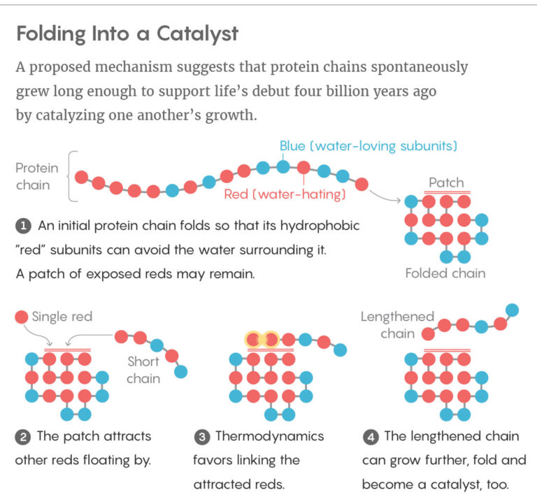 Life’s First Molecule Was Protein, Not RNA, New Model Suggests | Quanta ...