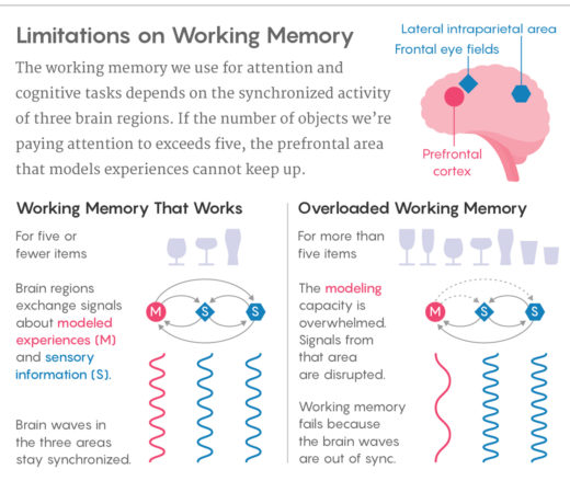 Left Over Memory Overtaxed Working Memory Knocks the Brain Out of Sync | Quanta Magazine