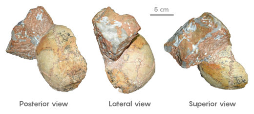 Fossil DNA Reveals New Twists in Modern Human Origins | Quanta Magazine