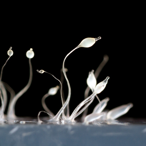 Stalks and spore bodies of a slime mold rise above a smooth surface.