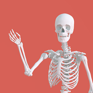 The skeletons of a man and woman, showing the difference in their heights.