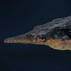 Photo of one of the Russian sturgeon-paddlefish hybrids called sturddlefish.