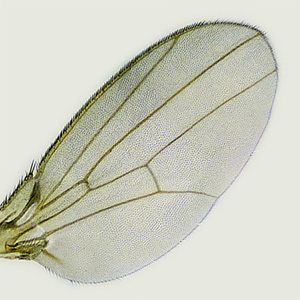 A detailed photo of a fruit fly wing in silhouette.