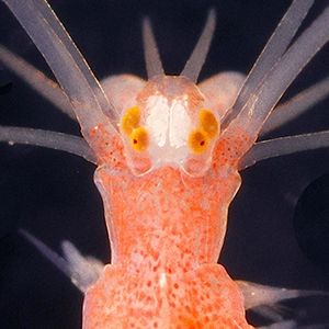 A close-up image of the head and upper body of a marine worm. Many orange dots are visible through translucent skin, and many clear bristles extend from the body.