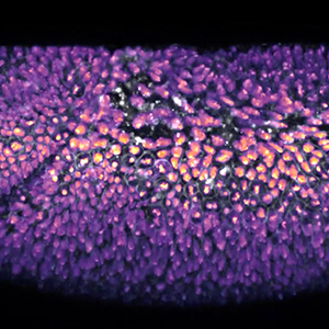 The cells of a fruit fly embryo divide, and then divide again. Then they begin to move around and self-organize into an oval shape with an internal cavity, a process known as gastrulation.