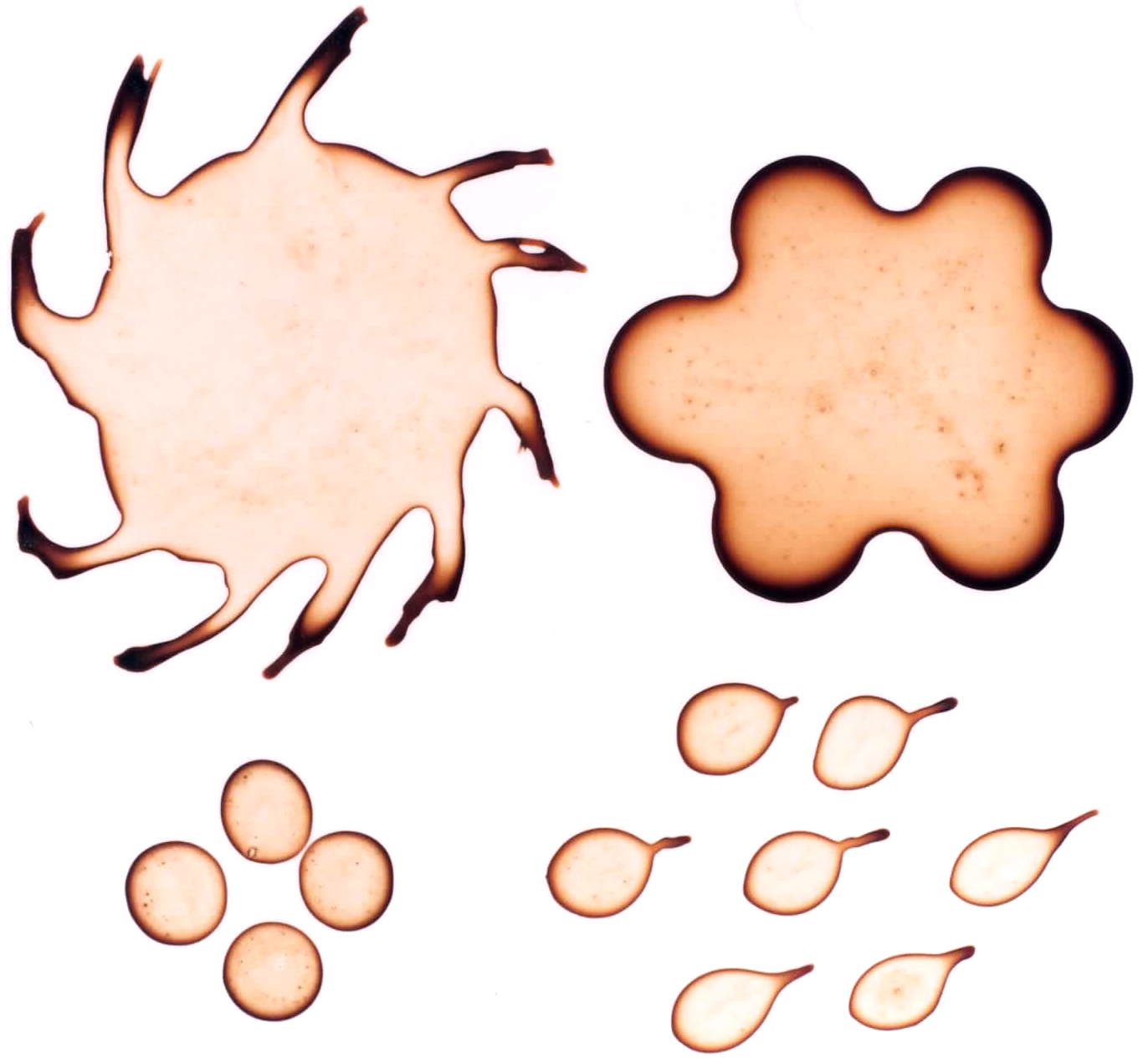Coffee stains in the form of a pinwheel and other whimsical shapes. Each has a dark brown border with a light brown center.