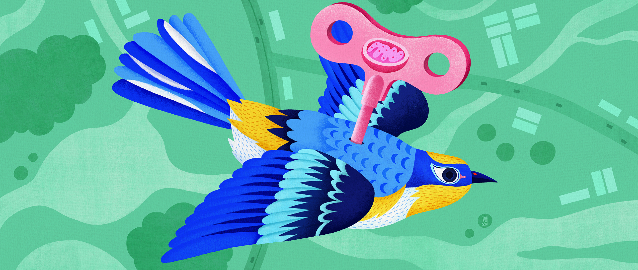 An illustration of a key, decorated with a mitochondrion, stuck into the back of a wind-up bird.