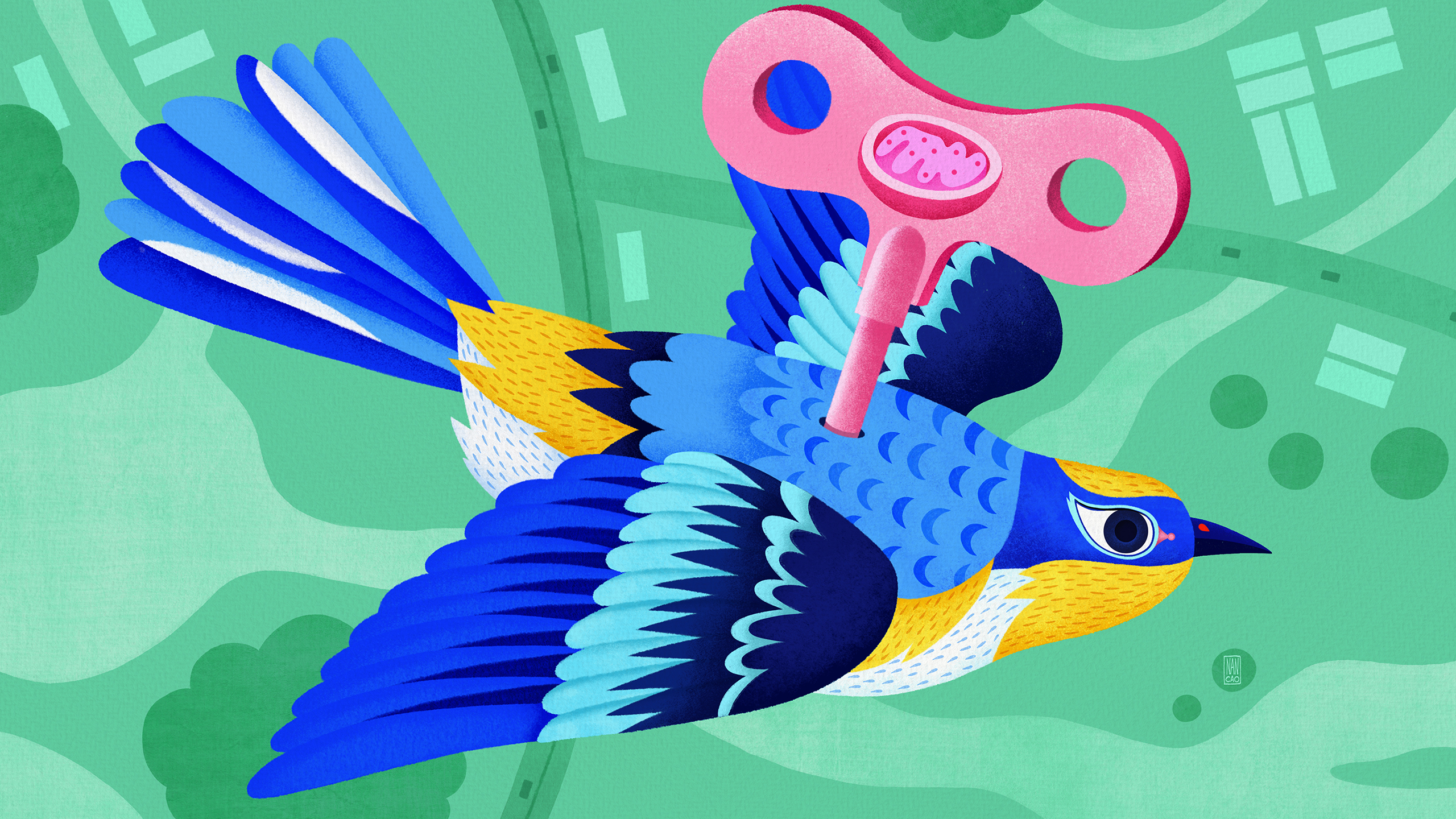 An illustration of a key, decorated with a mitochondrion, stuck into the back of a wind-up bird.