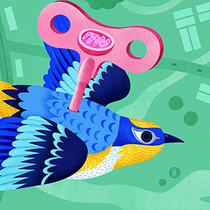 An illustration of a key, decorated with a mitochondrion, stuck into the back of a wind-up bird.