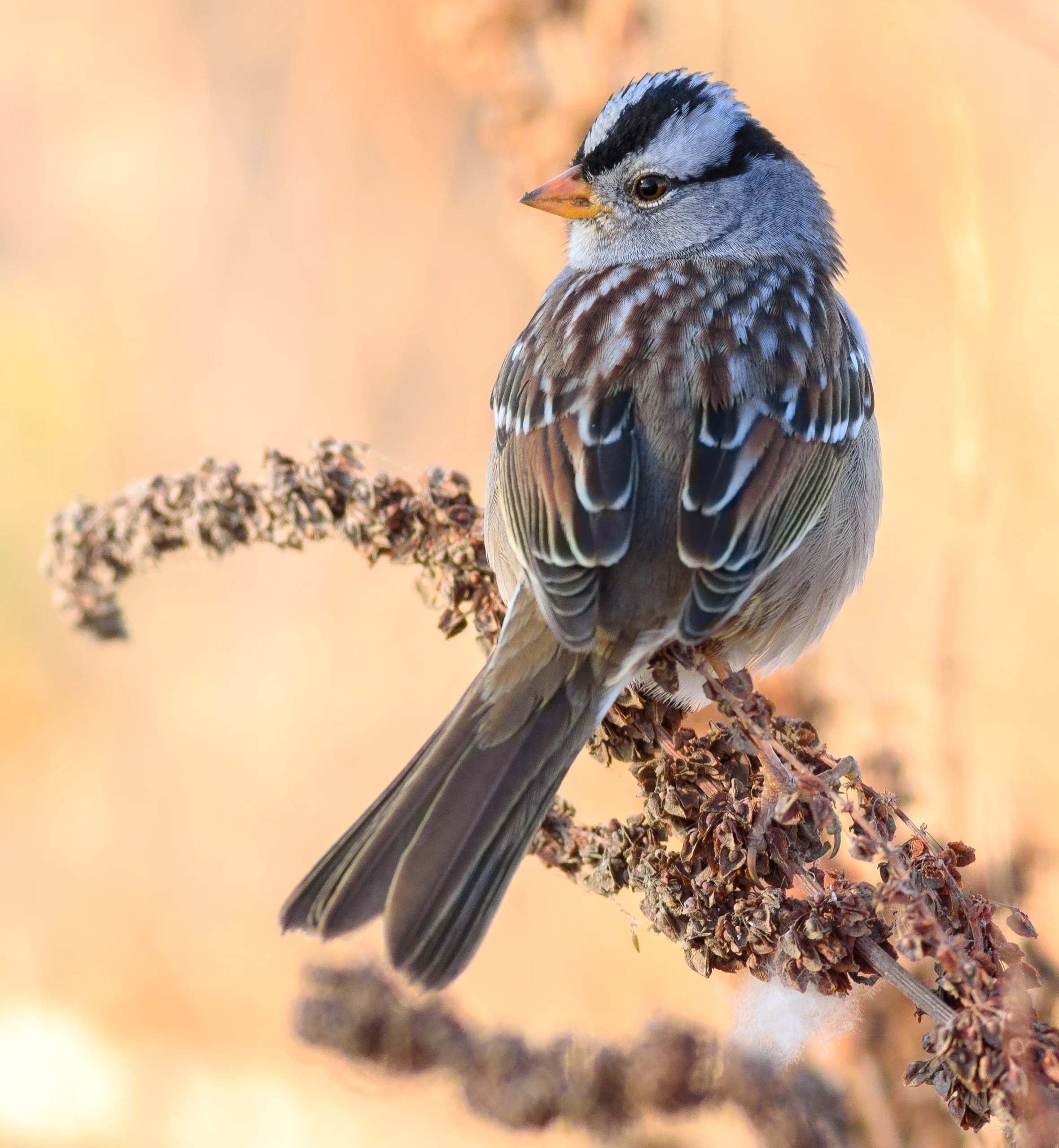 A small brown bird has a striking black-and-white-striped cap, a gray neck and throat patch, and an orange bill.