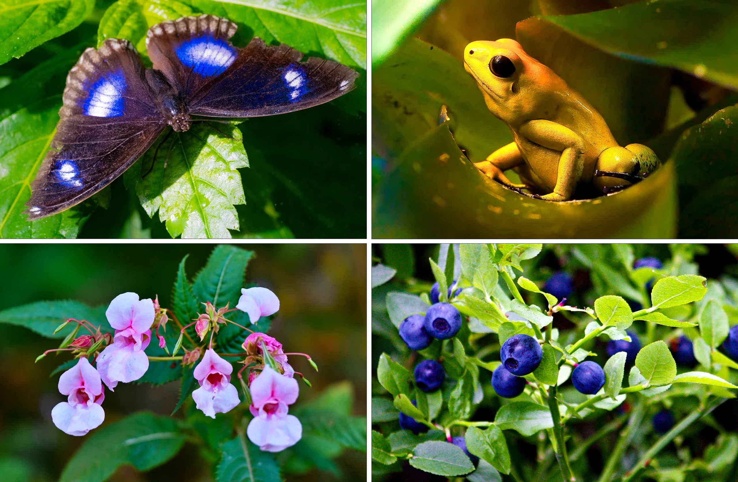 Clockwise from top left: A butterfly with black wings with iridescent blue spots sits on a leaf; a bright yellow frog with dark black eyes; a bright pink flower; small blue berries grow on a bush.